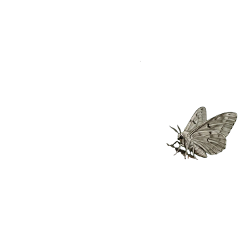 Cave Moth